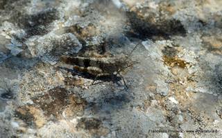 nte Venere-15-07-2015 21-02-56